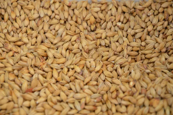 Российский зерновой союз просит об отмене экспортной пошлины на зерно