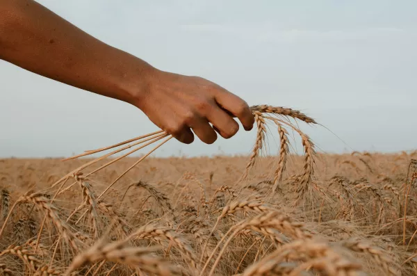 Экспорт зерна в этом сезоне может обновить рекорд