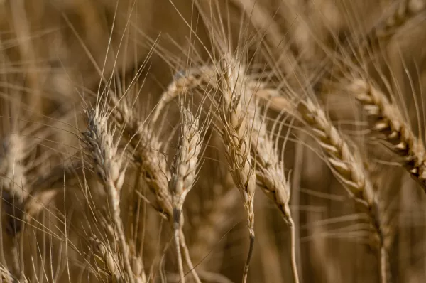 Две бактерии помогают озимым зерновым лучше усваивать азот из удобрений