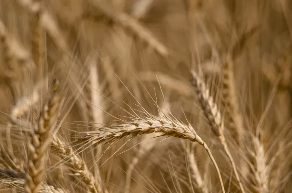 Шведская муха активно размножается из-за теплой осени на озимой пшенице