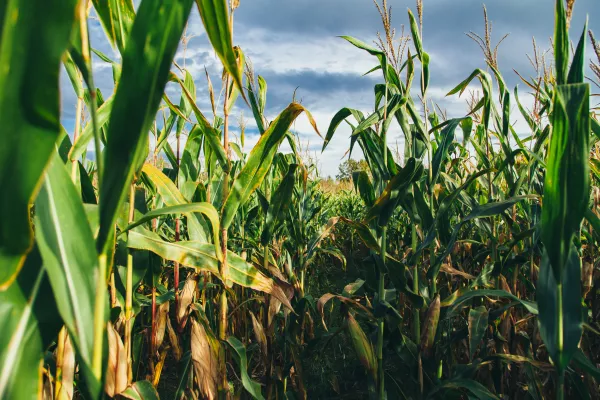 «Русагротранс» повысил прогноз сбора кукурузы до 17,6 млн тонн