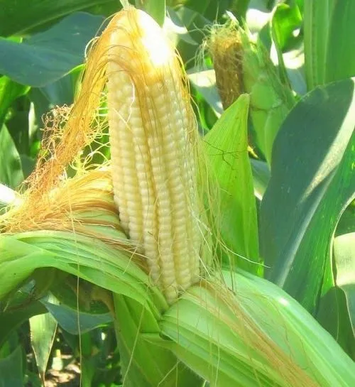 фотография продукта Кукуруза Pioneer П7709, П8400, ПР37Н01