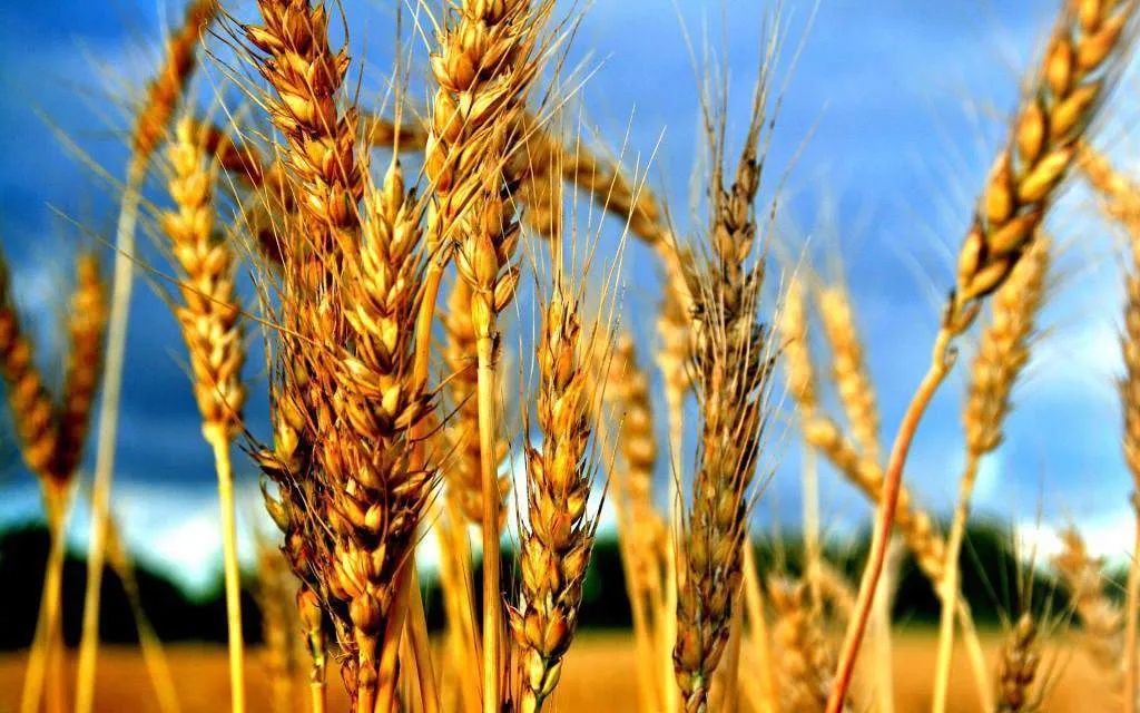 отруби,  пшеницу,  ячмень, муку,  лен  в Узбекистане 9