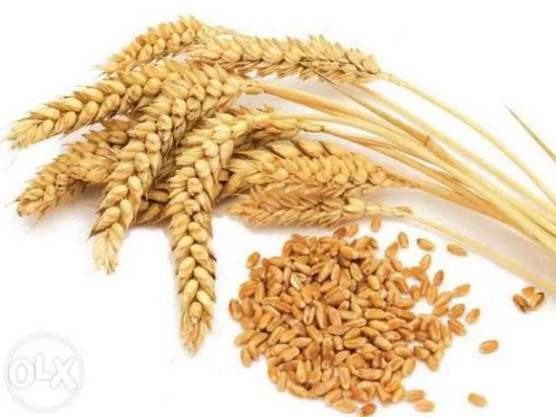 фотография продукта Пшеница 4 класса количество 150т