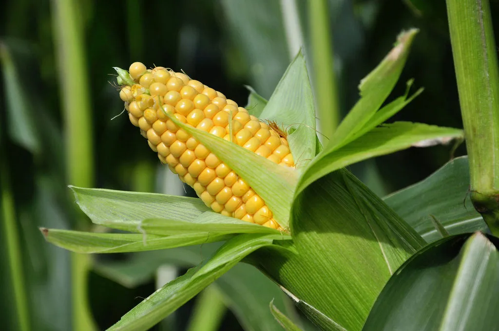 фотография продукта Гибриды кукурузы Лимагрейн (LG)