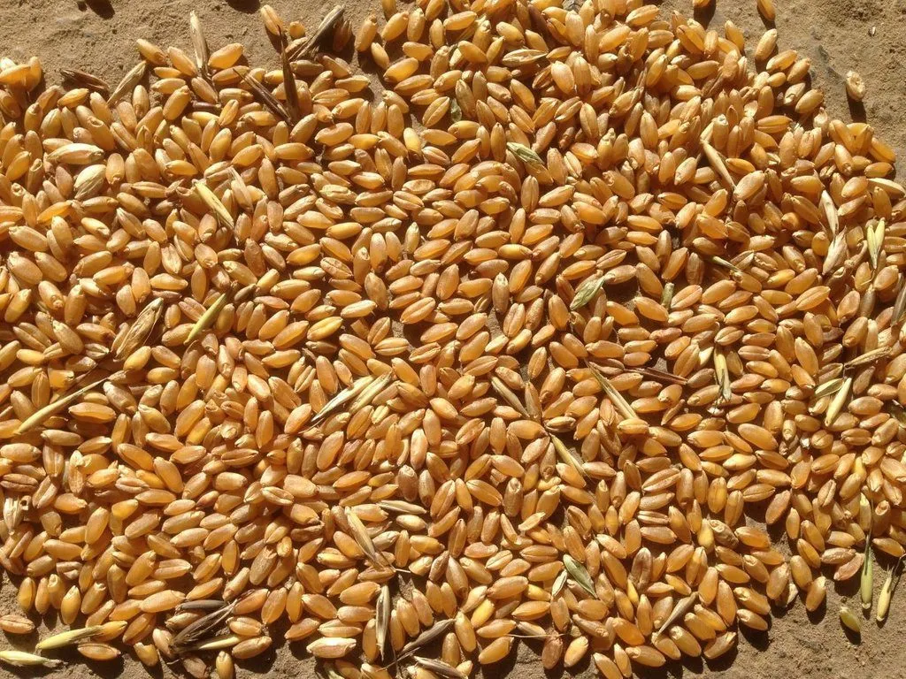фотография продукта Пшеница фуражная 4 класса