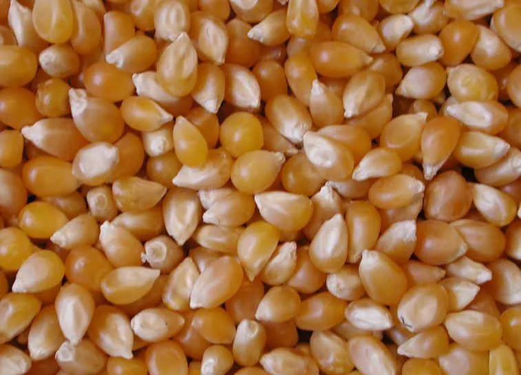 семена кукурузы в Нальчике