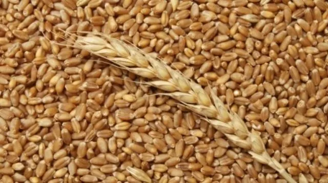 Фотография продукта Пшеница, закупаем Краснодарский край