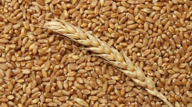 фотография продукта Закупаем  пшеницу 5 класс c проростом 20
