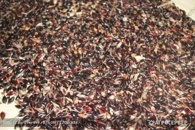 фотография продукта Семена суданской травы "Кинельская 100";