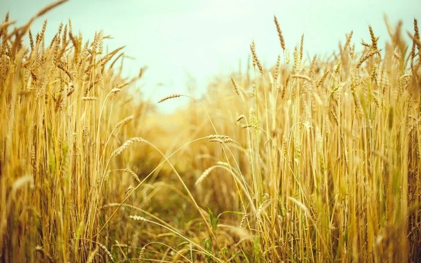 фотография продукта Пшеница фураж 