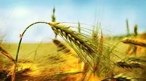 фотография продукта Закупаем пшеницу с любым  проростом.