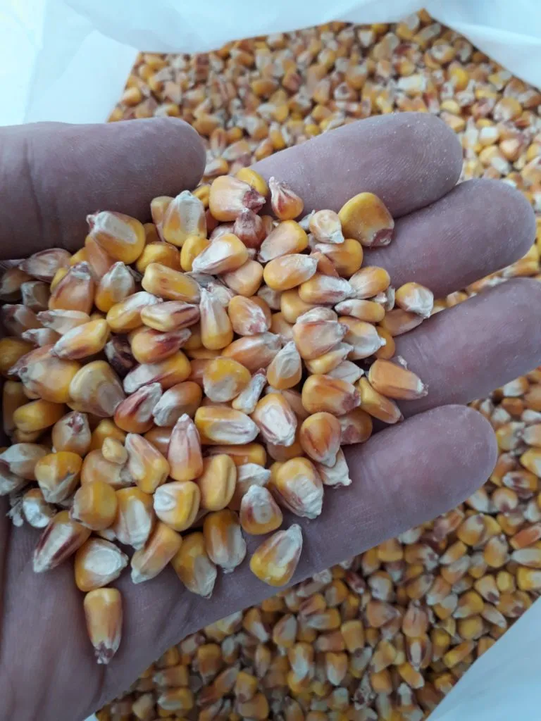 Фотография продукта Кукуруза 23,5 руб