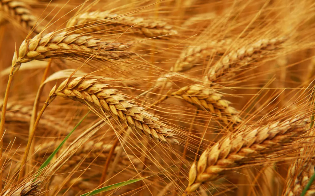 Фотография продукта Оптовая продажа пшеницы