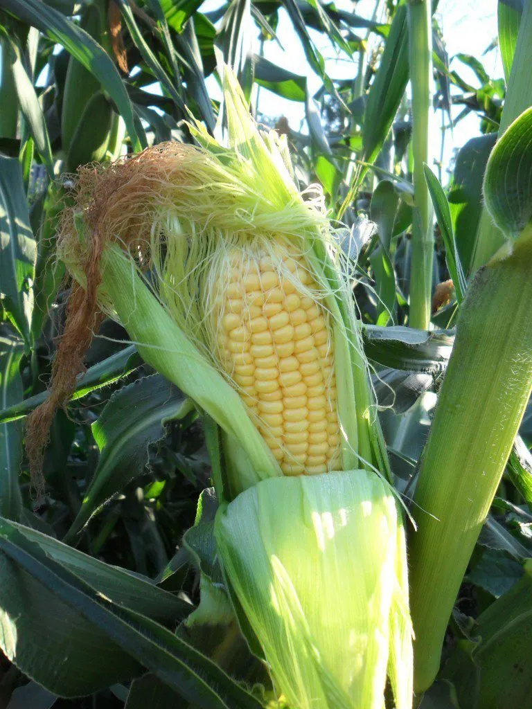 Фотография продукта Оптовая продажа кукурузы