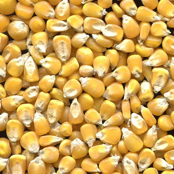 Фотография продукта  кукурузу продовольственную и фуражную