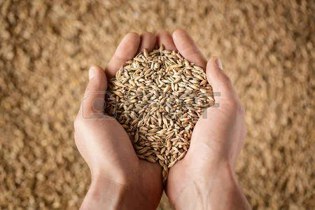 Фотография продукта Семена озимой пшеницы таня,юка,гром и др