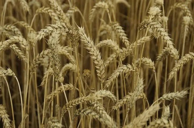 Фотография продукта Семена озимой пшеницы станичная,золушка