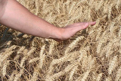 Фотография продукта Семена озимой пшеницы табор