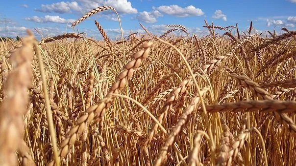Фотография продукта Семена озимой пшеницы баграт
