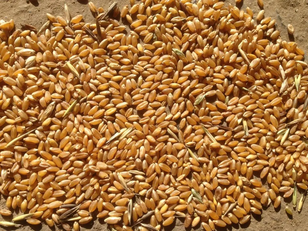 Фотография продукта оптовая продажа Пшеница 3 