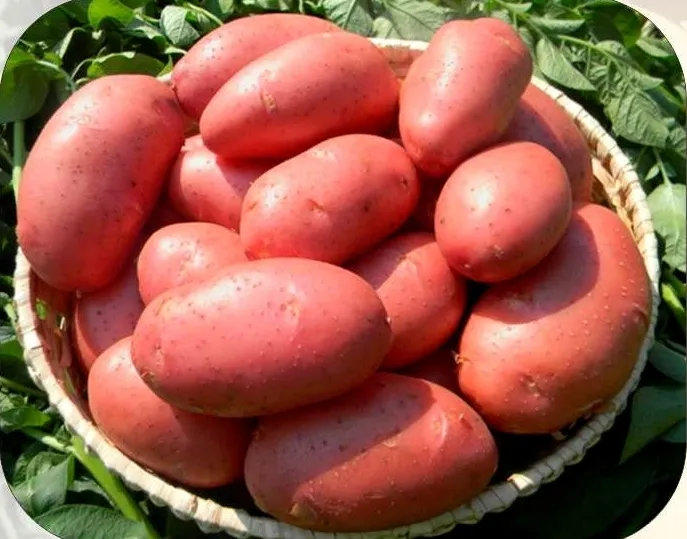 Фотография продукта Семенной картофель 