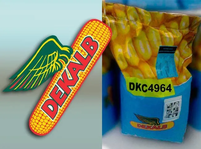 фотография продукта Семена кукурузы Монсанто (ДКС) 