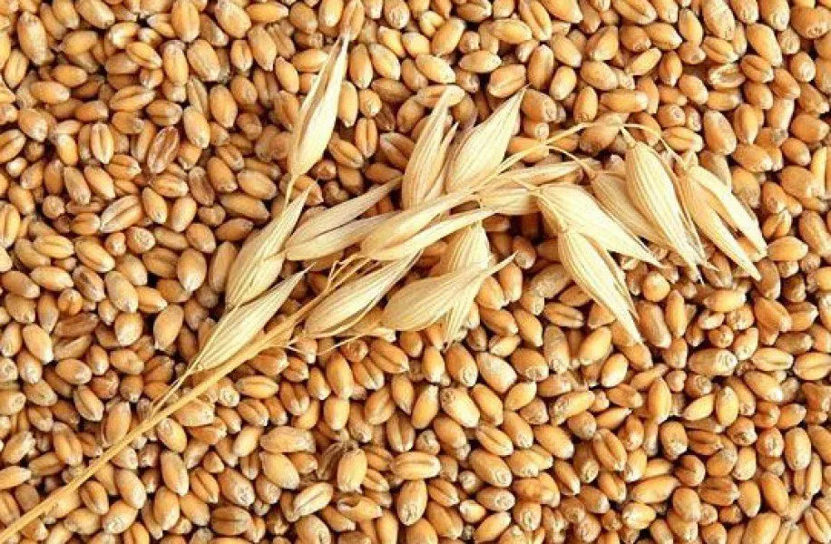 Фотография продукта Пшеница-17,5 руб
