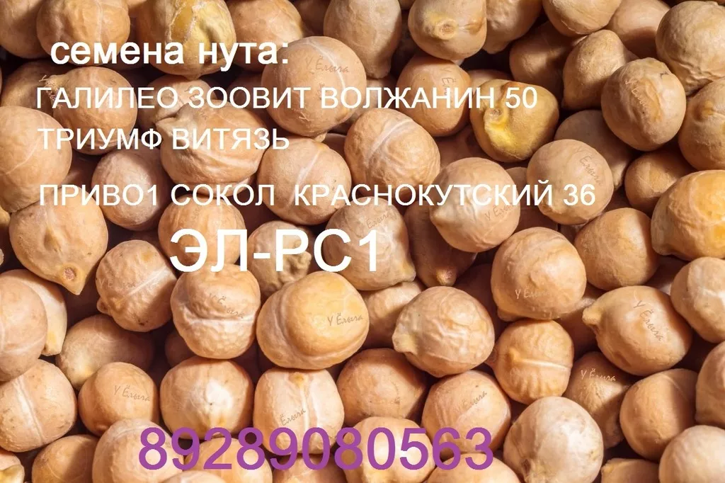 фотография продукта Семена нута приво1, ,зоовит галилео  