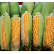 фотография продукта Семена гибридов кукурузы  