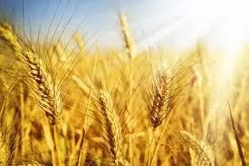 Фотография продукта пшеницу 3,4,5 класса на FOB Новороссийск