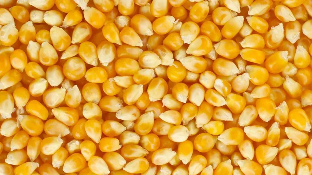 Фотография продукта кукуруза фураж на FOB Новороссийск 