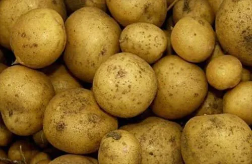 Фотография продукта Продаем качественный семенной картофель