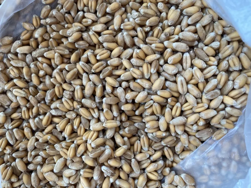фотография продукта Продаем семена пшеницы мягкой яровой