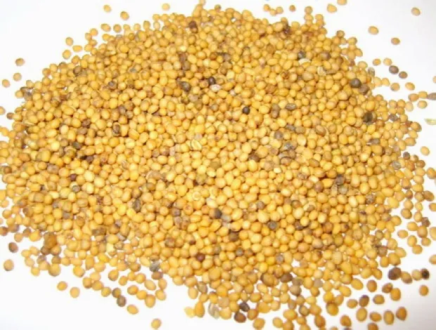 фотография продукта  семена горчицы желтой от 20 тонн. 