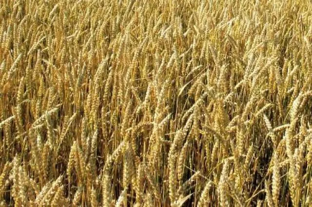 фотография продукта семена: пшеница яровая от 60 тонн.