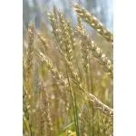 Фотография продукта Безостая-100. Семена озимой пшеницы
