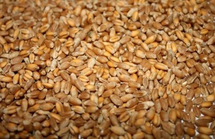 Фотография продукта  Фуражное зерно в Карелии