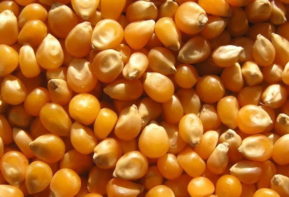 Фотография продукта  Фуражное зерно в Костромской области