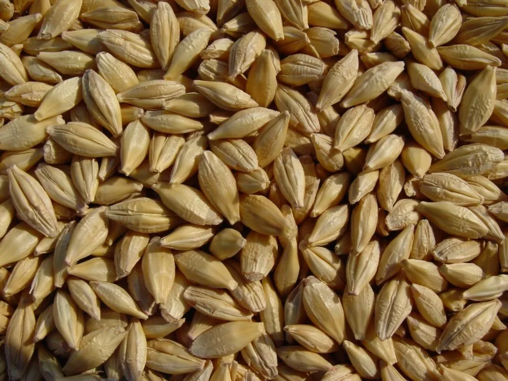 Фотография продукта  Фуражное зерно в Псковской области