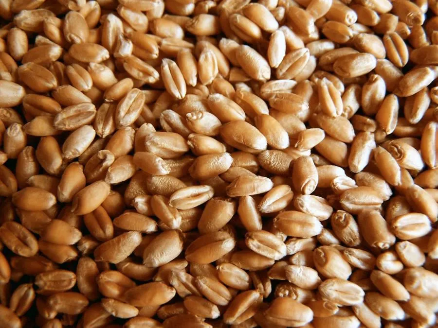 фотография продукта Семена озимой пшеницы