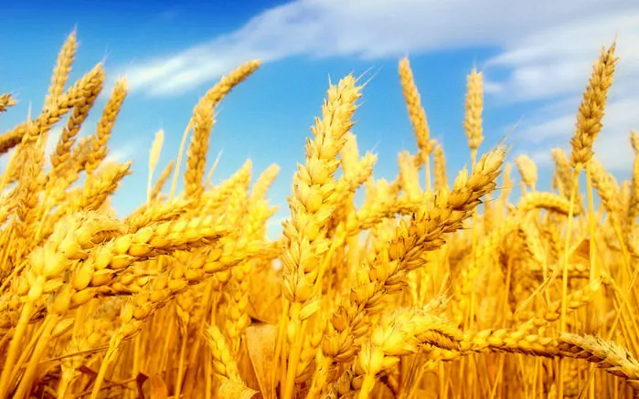 фотография продукта Пшеница 3 класс(производитель) 