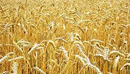 Фотография продукта Семена яровой пшеницы Дарья