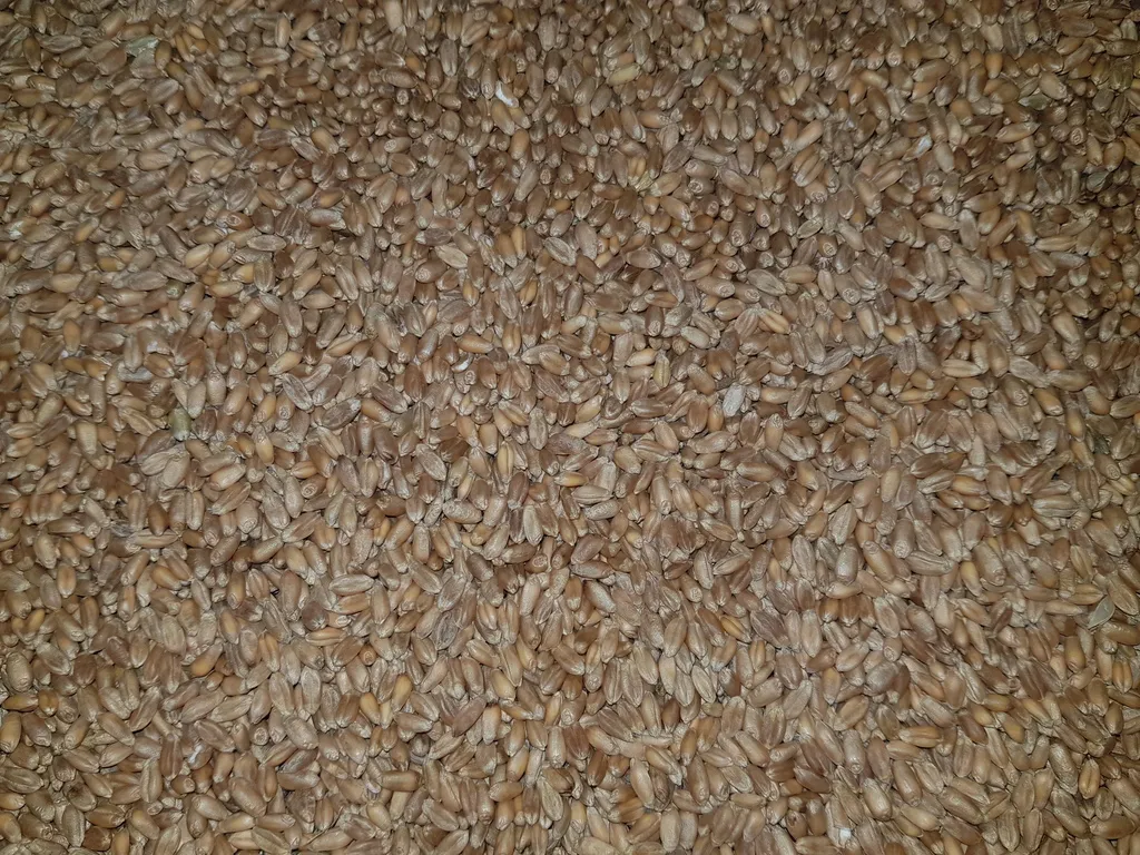 Фотография продукта Семена пшеницы Омская 36 (элита)