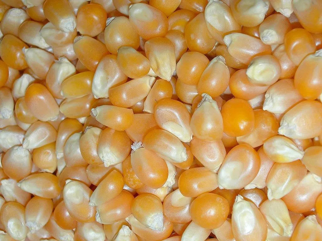 фотография продукта Семена яровой Кукурузы