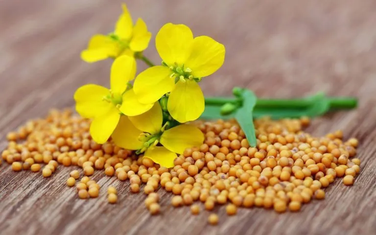Фотография продукта Семена Горчицы Белая/Желтая
