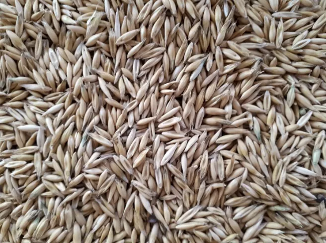 фотография продукта Кукуруза пшеница ячмень овес ярославль