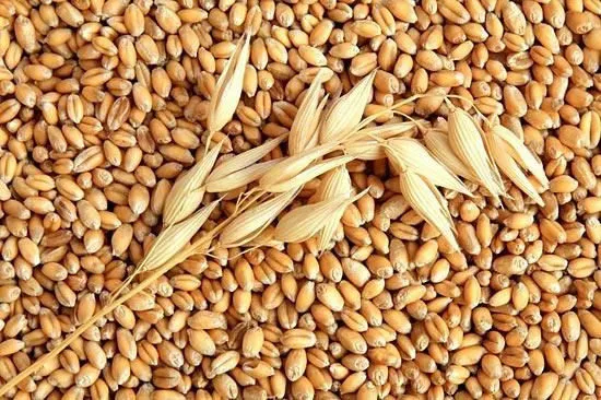 фотография продукта Закупаем пшеницу, ячмень, горох