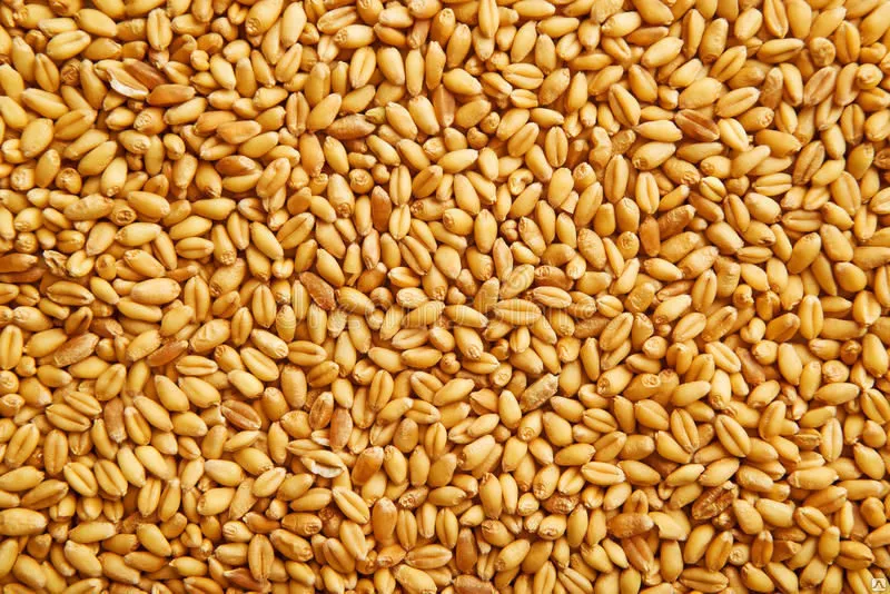пшеница 3,4,5 класс от производителя!  в Казахстане 2