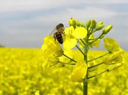 фотография продукта Семена гороха,рапса,гречихи,сои и прочие